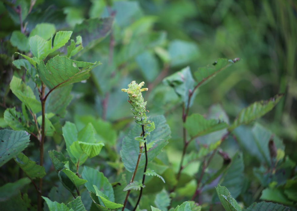 Plantes en voie de disparition à surveiller dans chaque état 