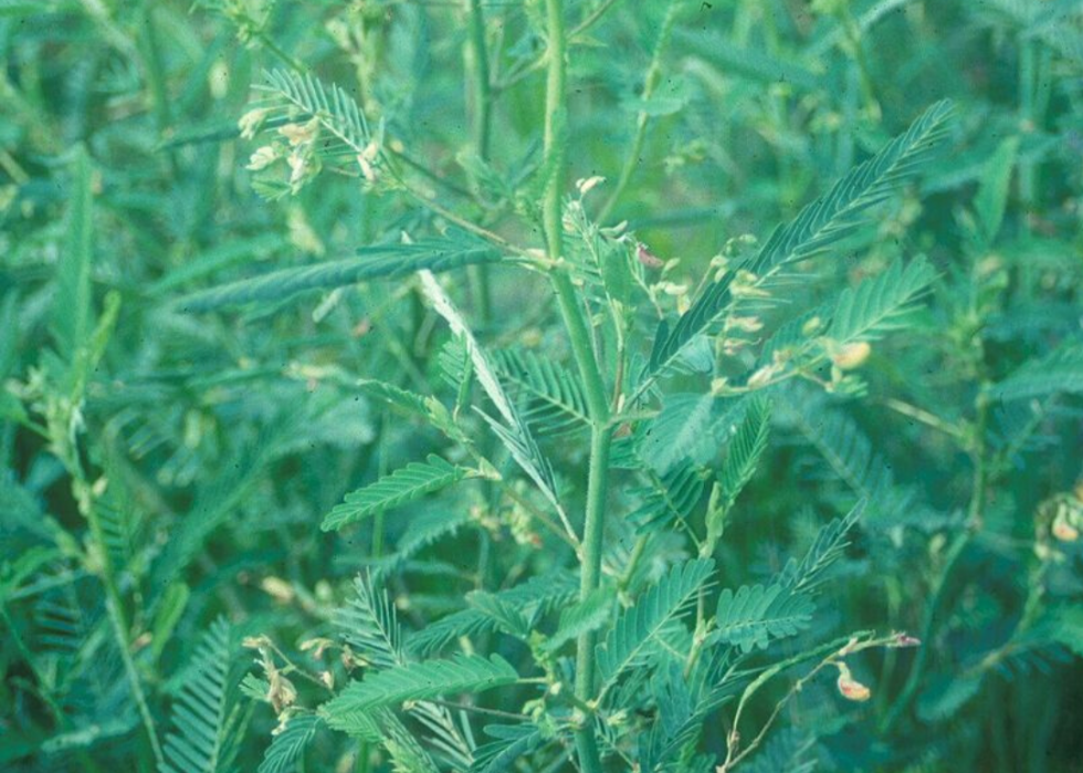 Plantes en voie de disparition à surveiller dans chaque état 