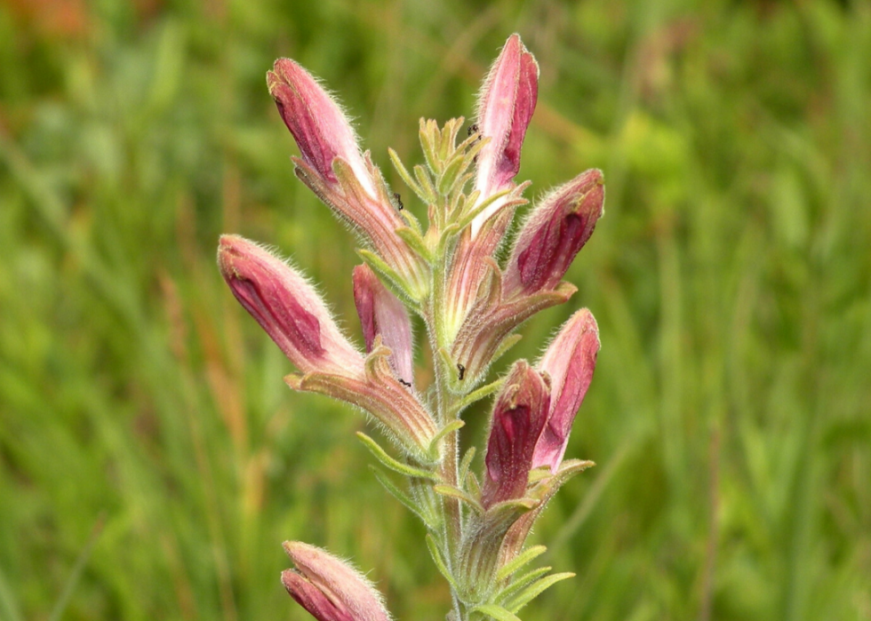 Plantes en voie de disparition à surveiller dans chaque état 