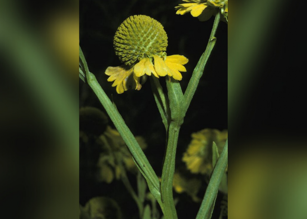 Plantes en voie de disparition à surveiller dans chaque état 