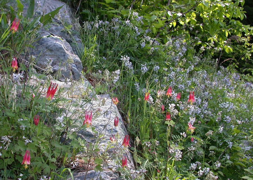 Plantes en voie de disparition à surveiller dans chaque état 