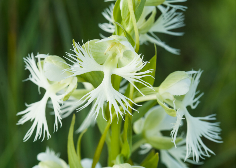 Plantes en voie de disparition à surveiller dans chaque état 