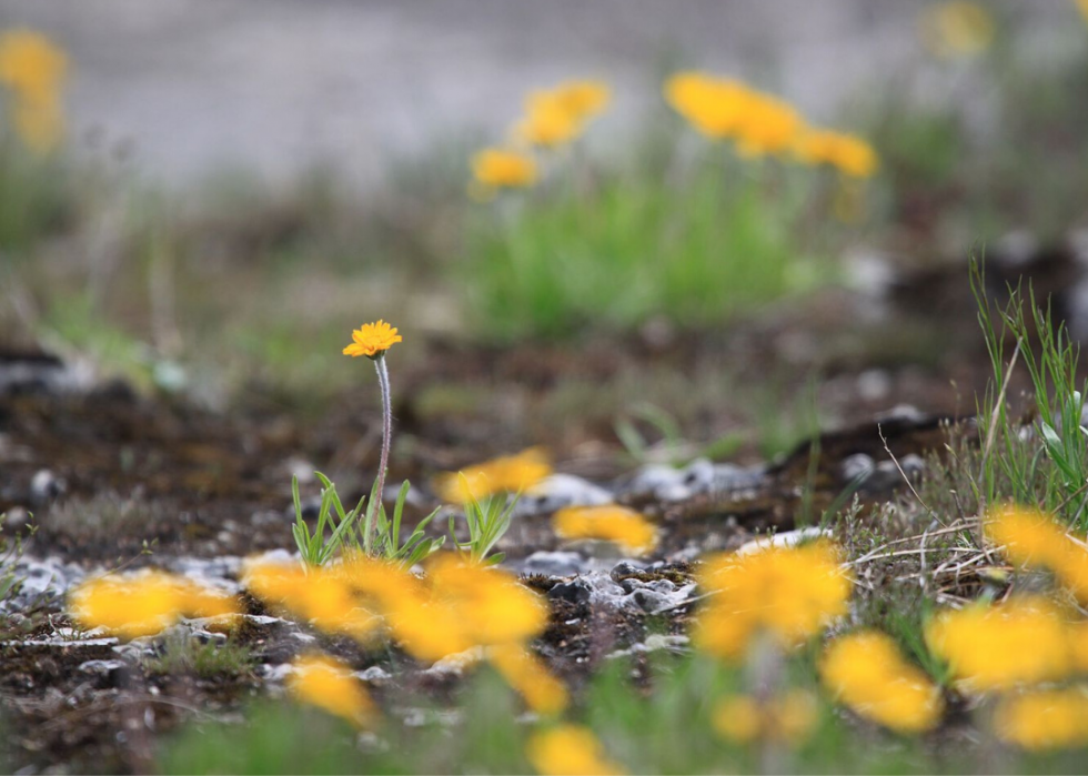 Plantes en voie de disparition à surveiller dans chaque état 