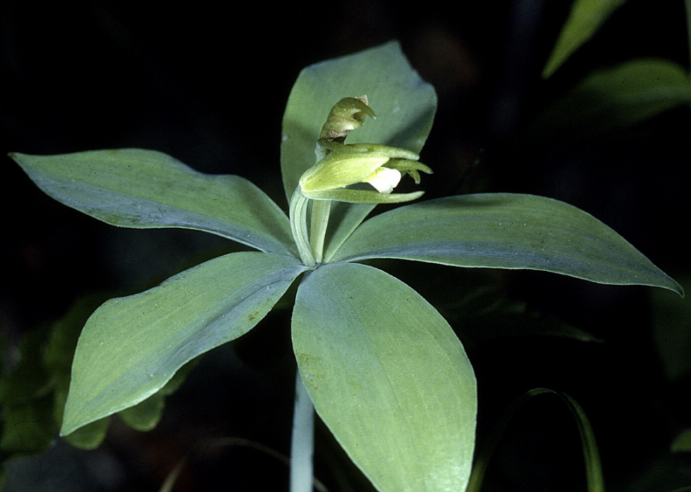 Plantes en voie de disparition à surveiller dans chaque état 