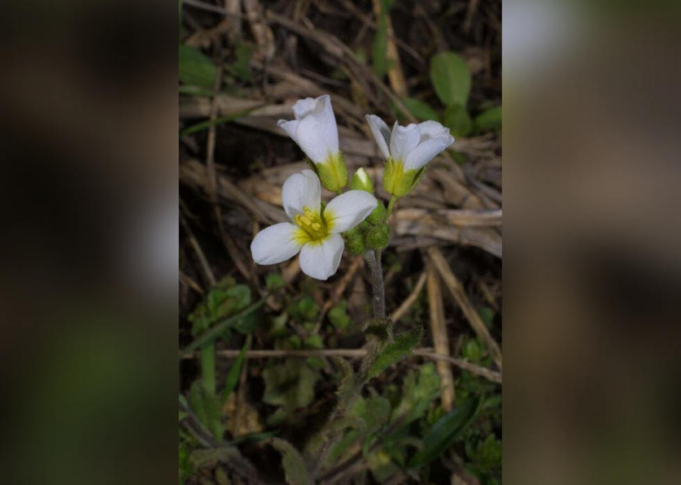 Plantes en voie de disparition à surveiller dans chaque état 