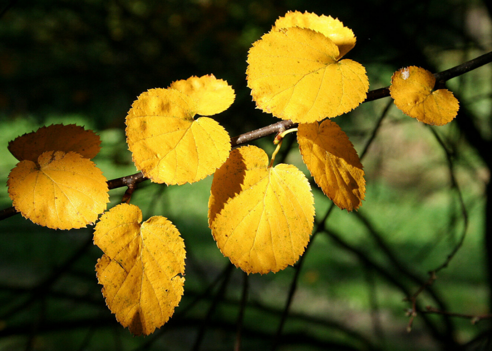 Plantes en voie de disparition à surveiller dans chaque état 