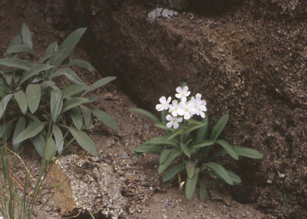 Plantes en voie de disparition à surveiller dans chaque état 