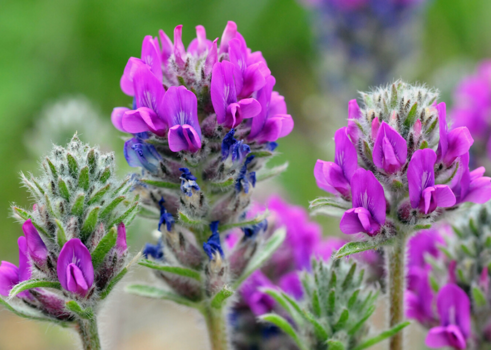 Plantes en voie de disparition à surveiller dans chaque état 