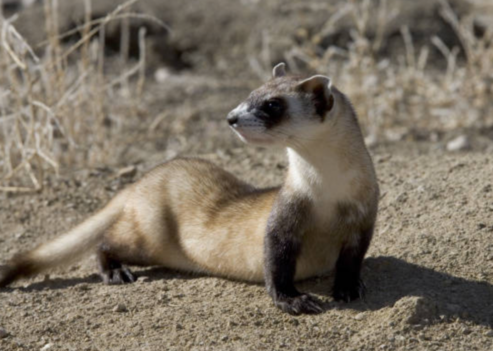 Animaux en voie de disparition à surveiller dans chaque état 