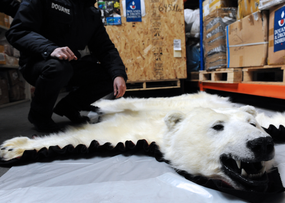 La plupart des animaux en voie de disparition importés en Amérique 