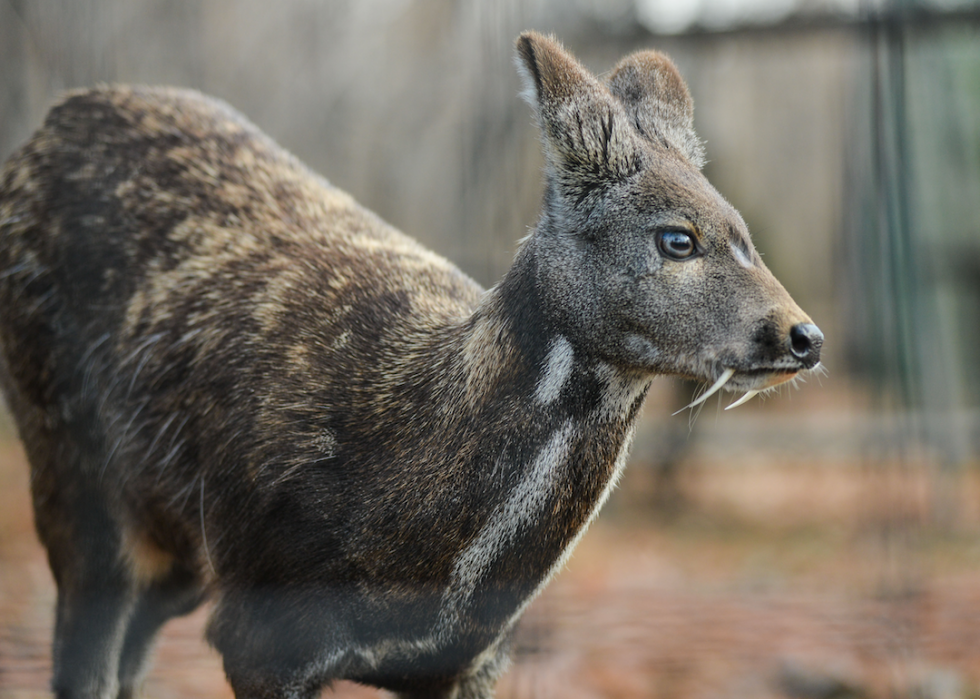 La plupart des animaux en voie de disparition importés en Amérique 