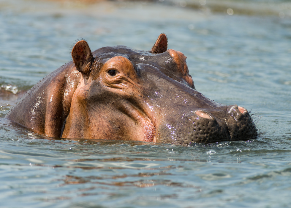 La plupart des animaux en voie de disparition importés en Amérique 