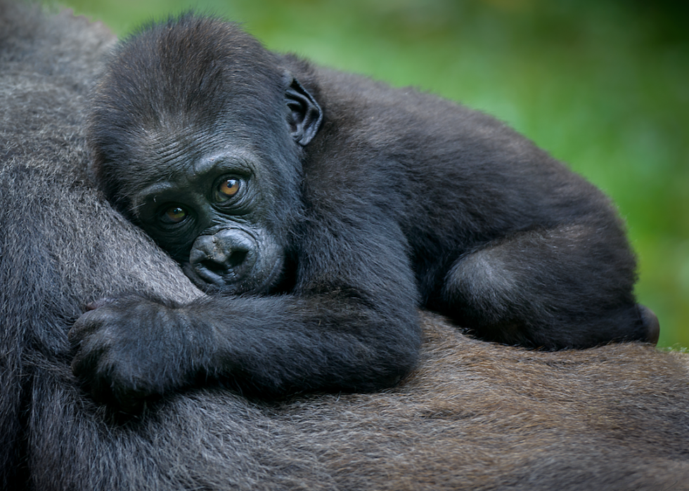 La plupart des animaux en voie de disparition importés en Amérique 