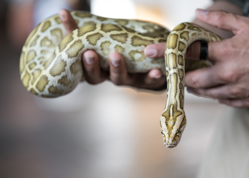 La plupart des animaux en voie de disparition importés en Amérique 