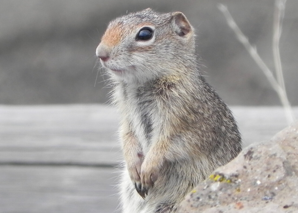 25 animaux en voie de disparition qui ne vivent qu en Amérique 