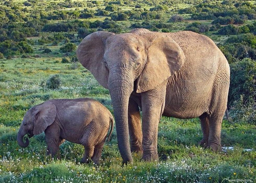 Les plus gros animaux du monde 