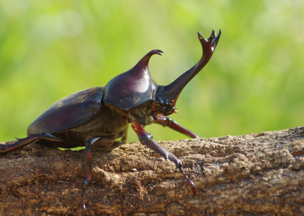 Les plus gros animaux du monde 