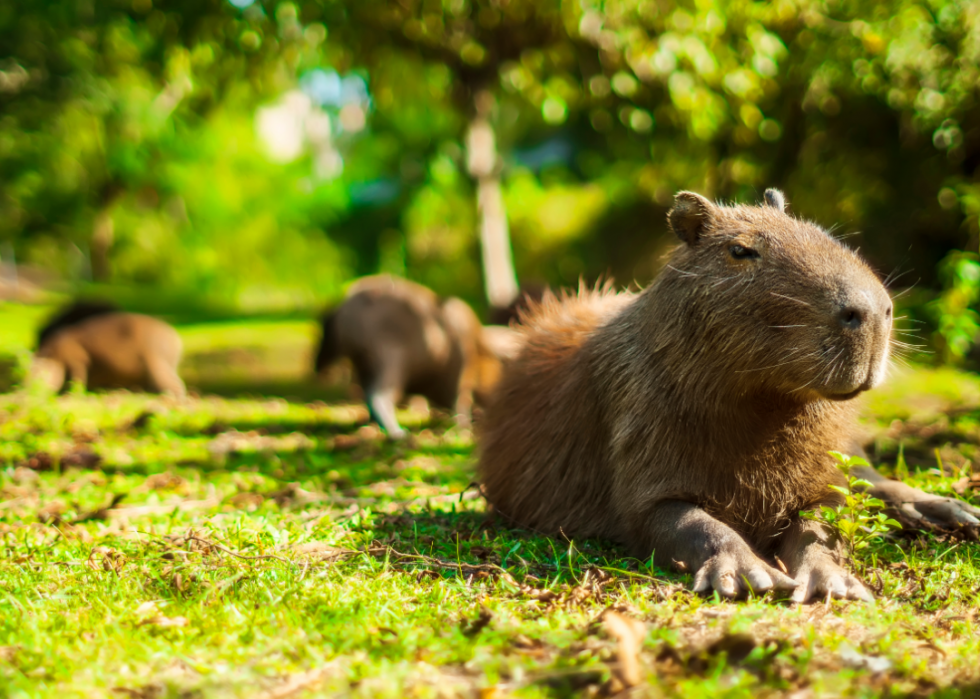 Les plus gros animaux du monde 