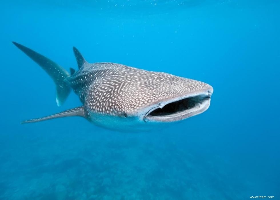 Les plus gros animaux du monde 