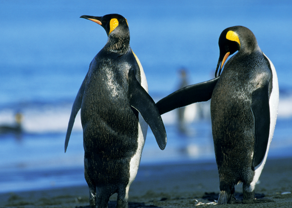 Pingouins :25 faits fascinants sur ces amis incapables de voler 