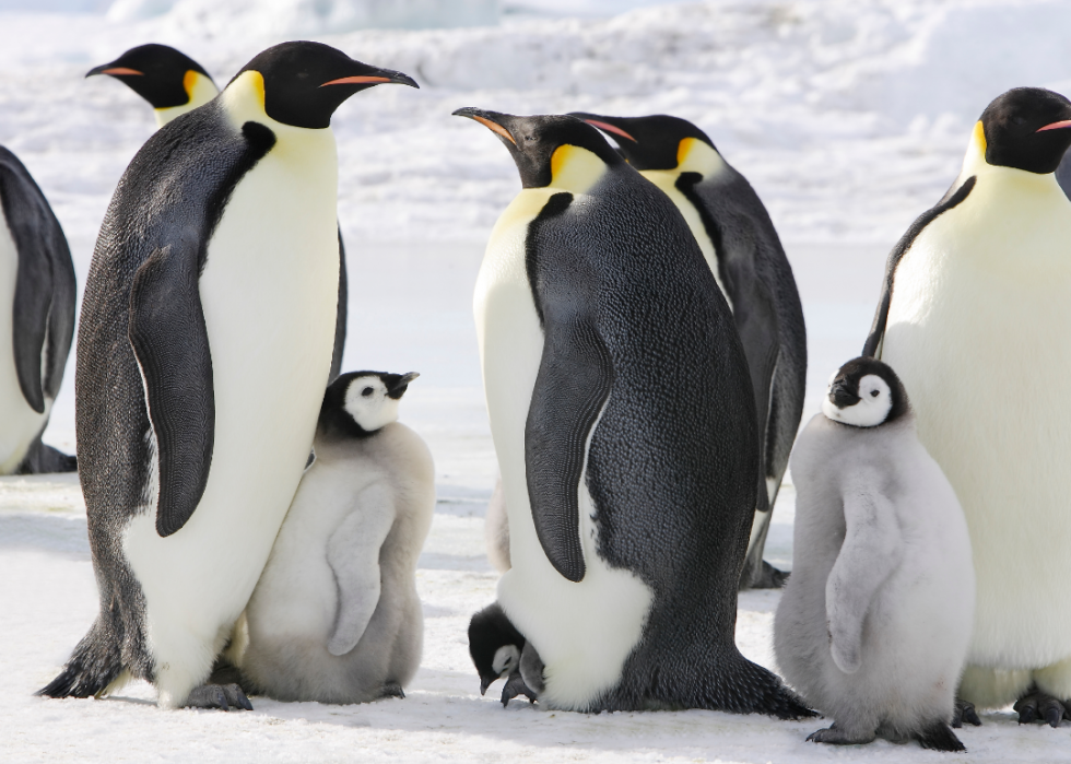 Pingouins :25 faits fascinants sur ces amis incapables de voler 