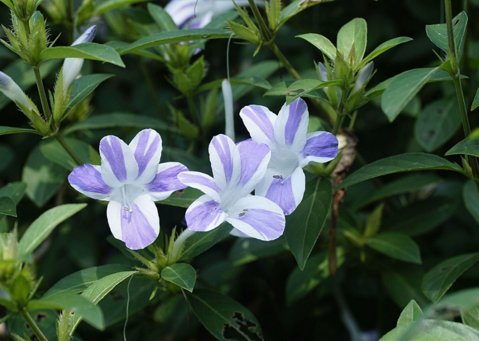 50 fleurs qui fleurissent en hiver 