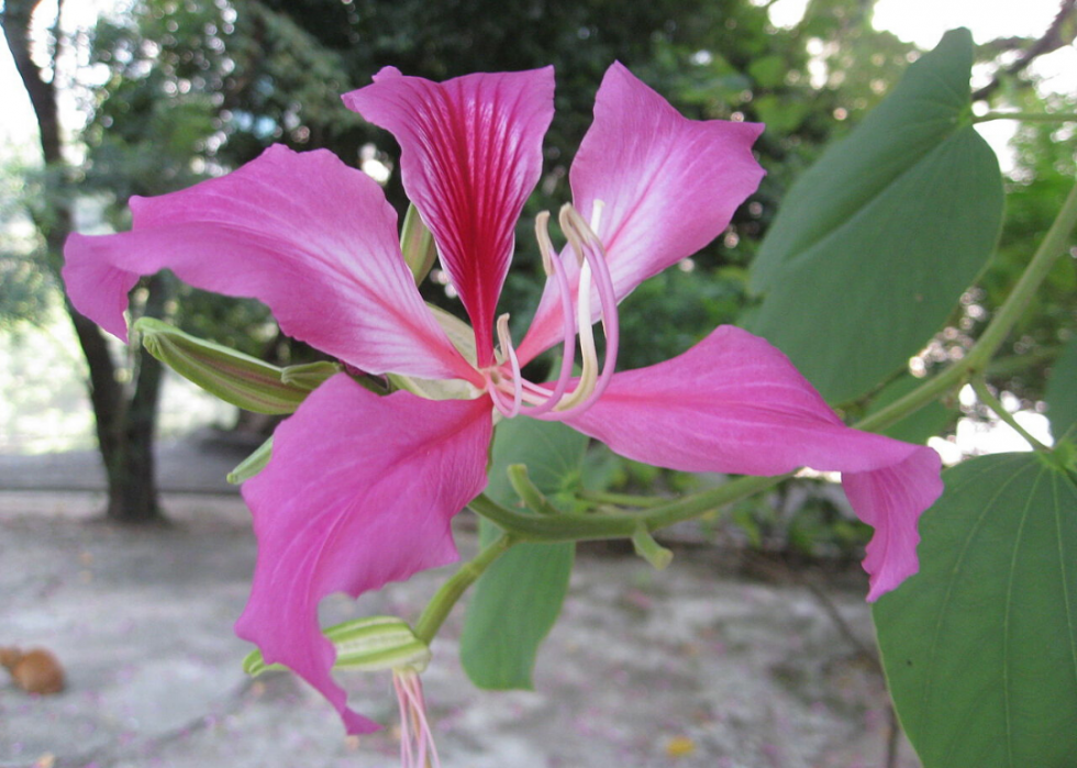 50 fleurs qui fleurissent en hiver 