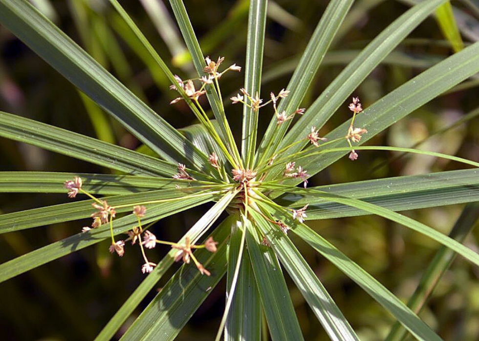 50 fleurs qui fleurissent en hiver 