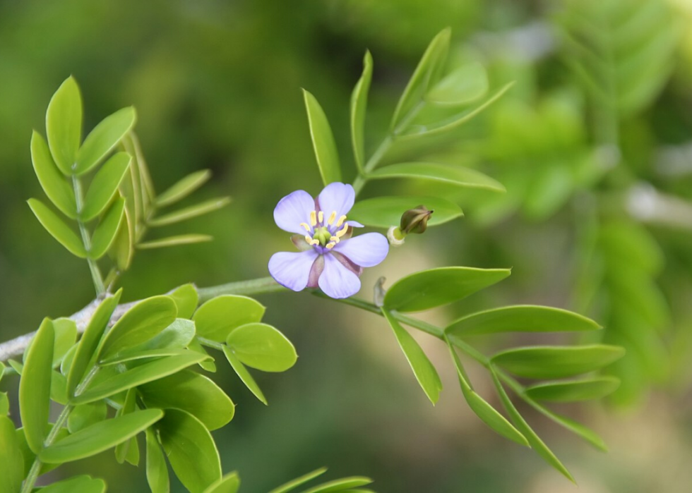 50 fleurs qui fleurissent en hiver 