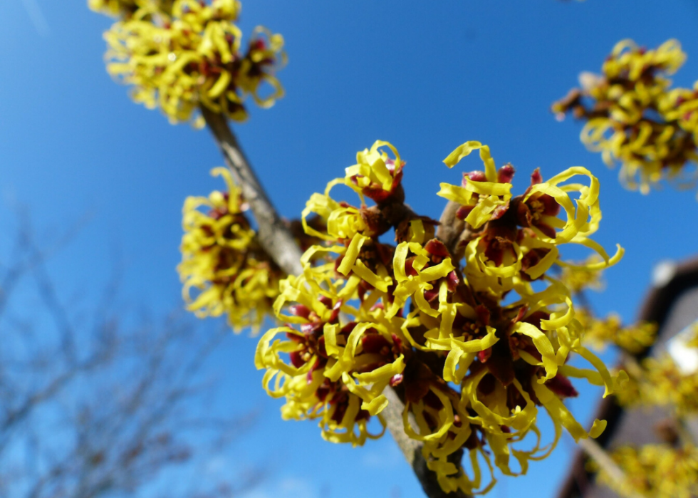 50 fleurs qui fleurissent en hiver 