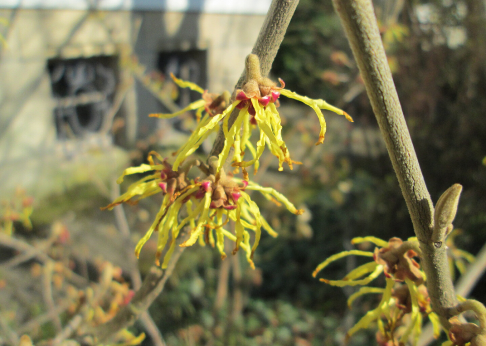 50 fleurs qui fleurissent en hiver 