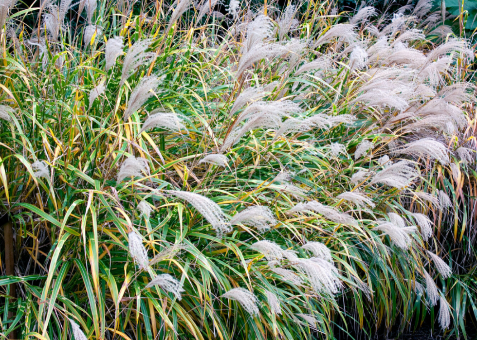 50 fleurs qui fleurissent en hiver 