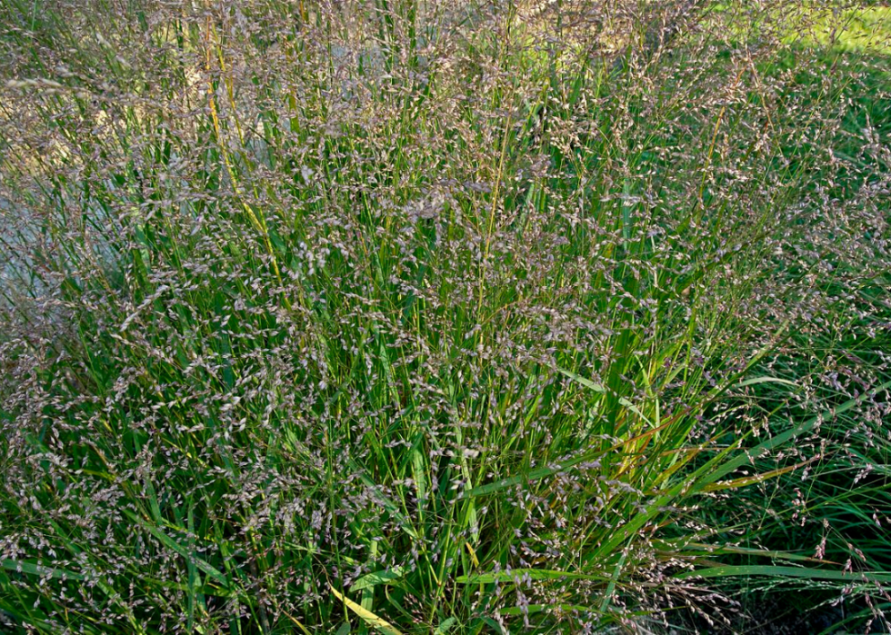 50 fleurs qui fleurissent en hiver 