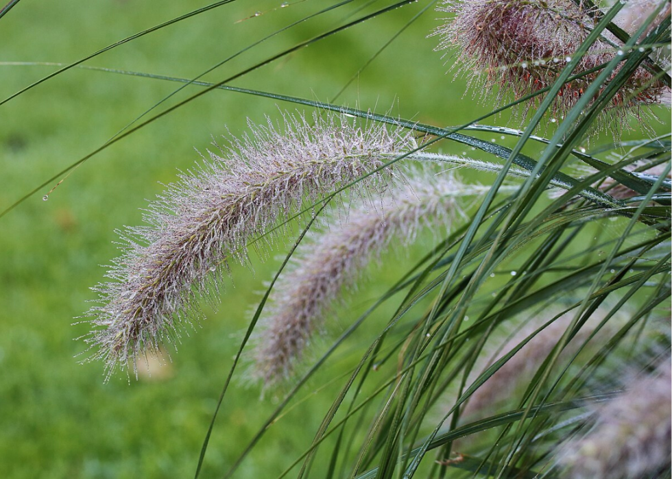 50 fleurs qui fleurissent en hiver 