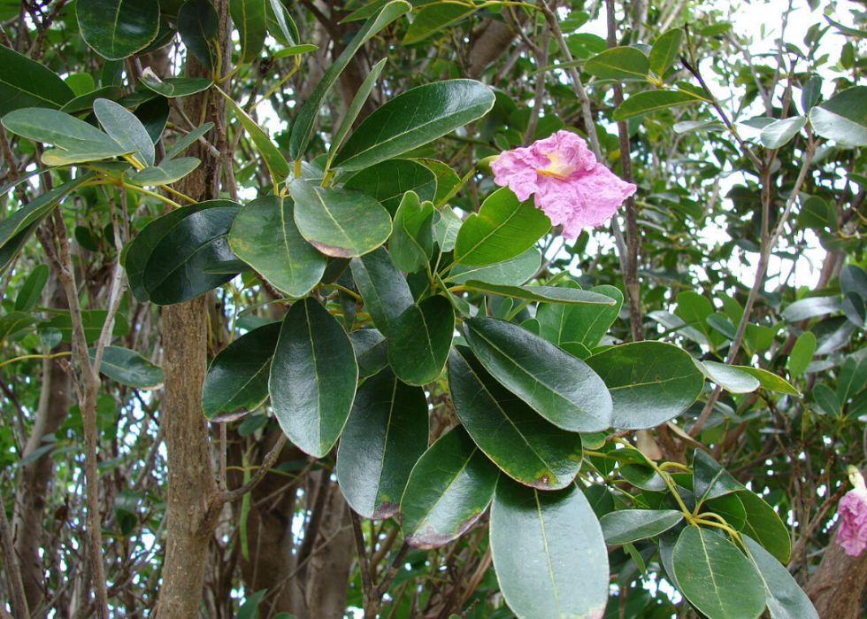 50 fleurs qui fleurissent en hiver 