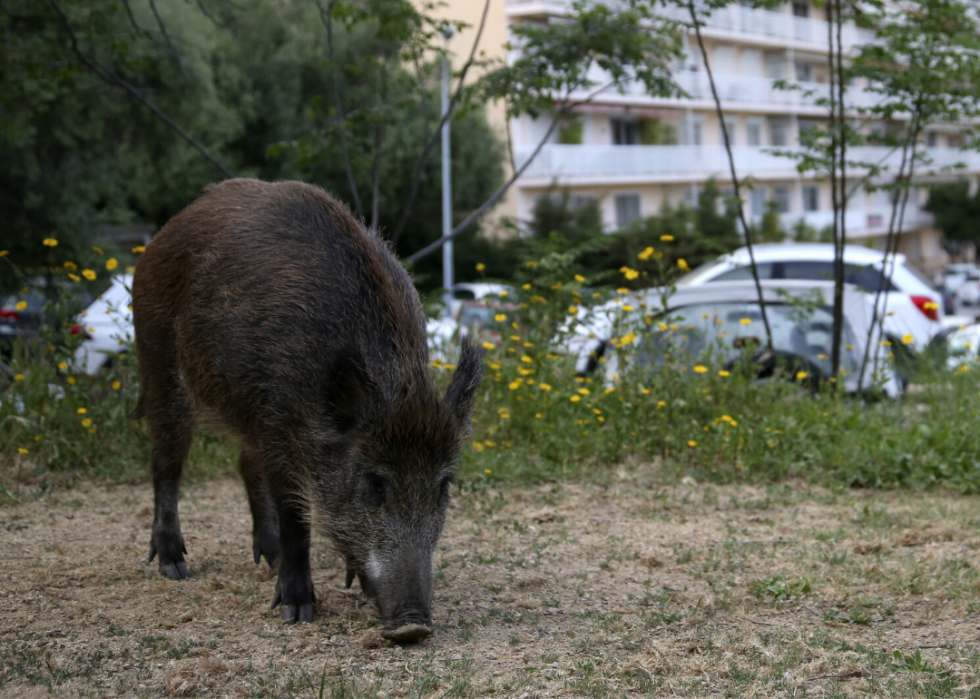 Comment les animaux du monde entier réagissent au COVID-19 