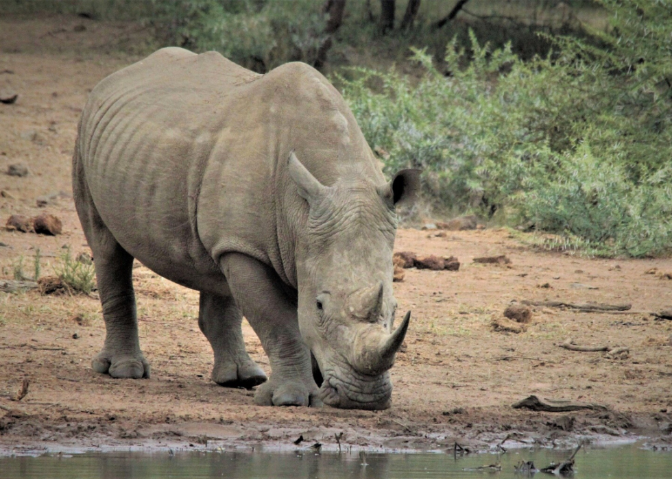 Comment les animaux du monde entier réagissent au COVID-19 