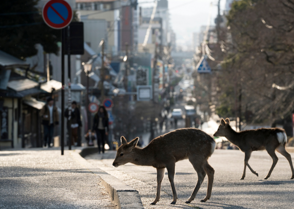 Comment les animaux du monde entier réagissent au COVID-19 