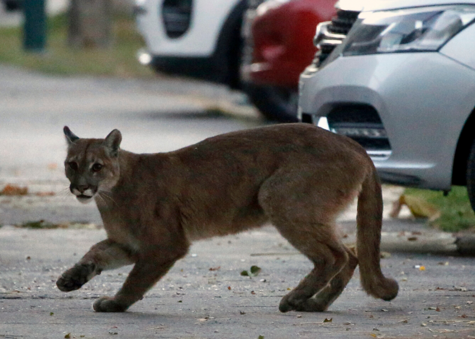 Comment les animaux du monde entier réagissent au COVID-19 