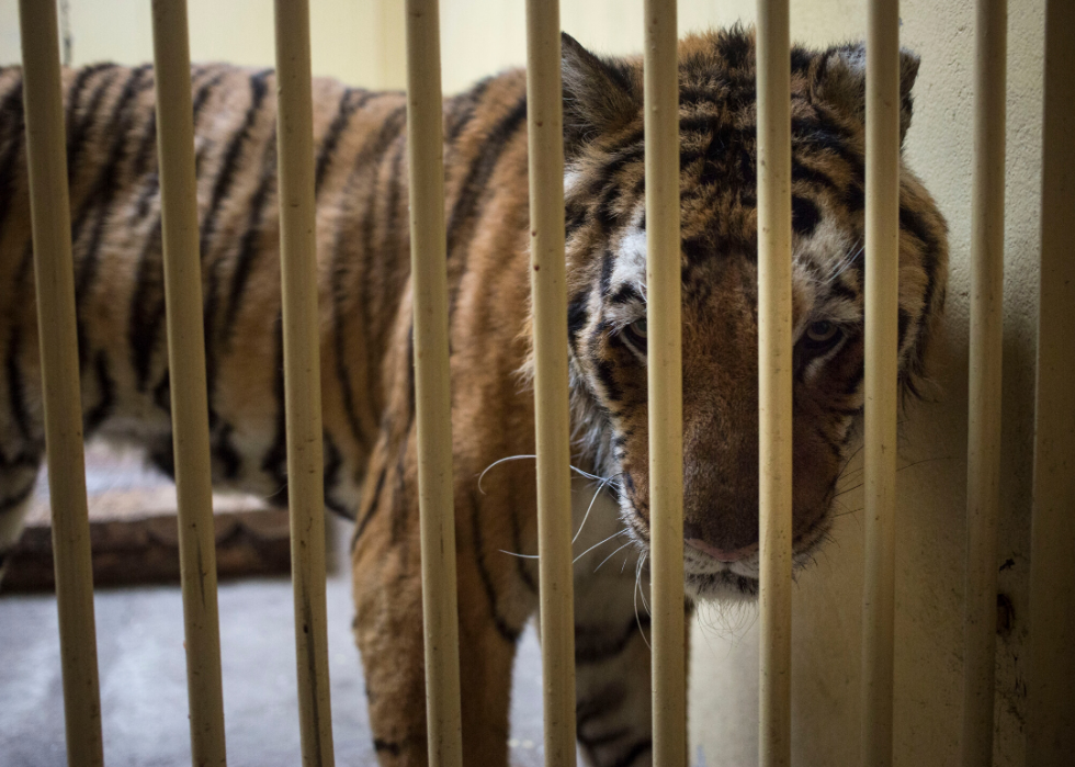 Comment les animaux du monde entier réagissent au COVID-19 