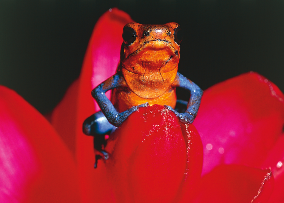 Des grenouilles empoisonnées à la bave de myxine :20 défenses animales 