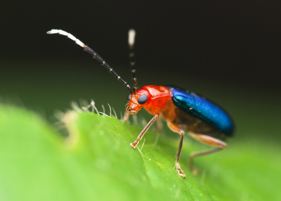 Des grenouilles empoisonnées à la bave de myxine :20 défenses animales 