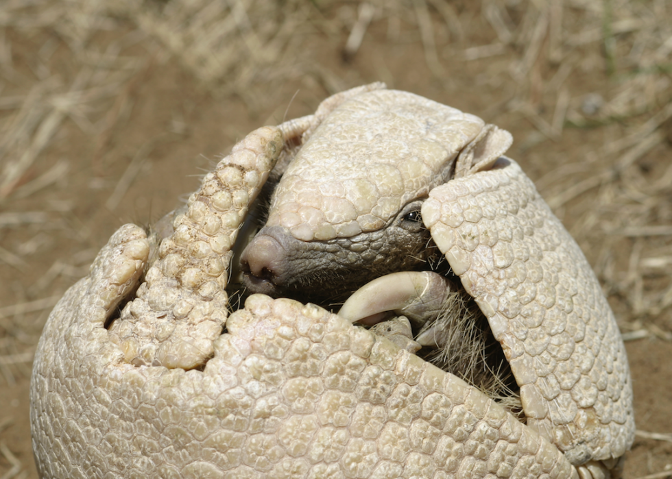 Des grenouilles empoisonnées à la bave de myxine :20 défenses animales 