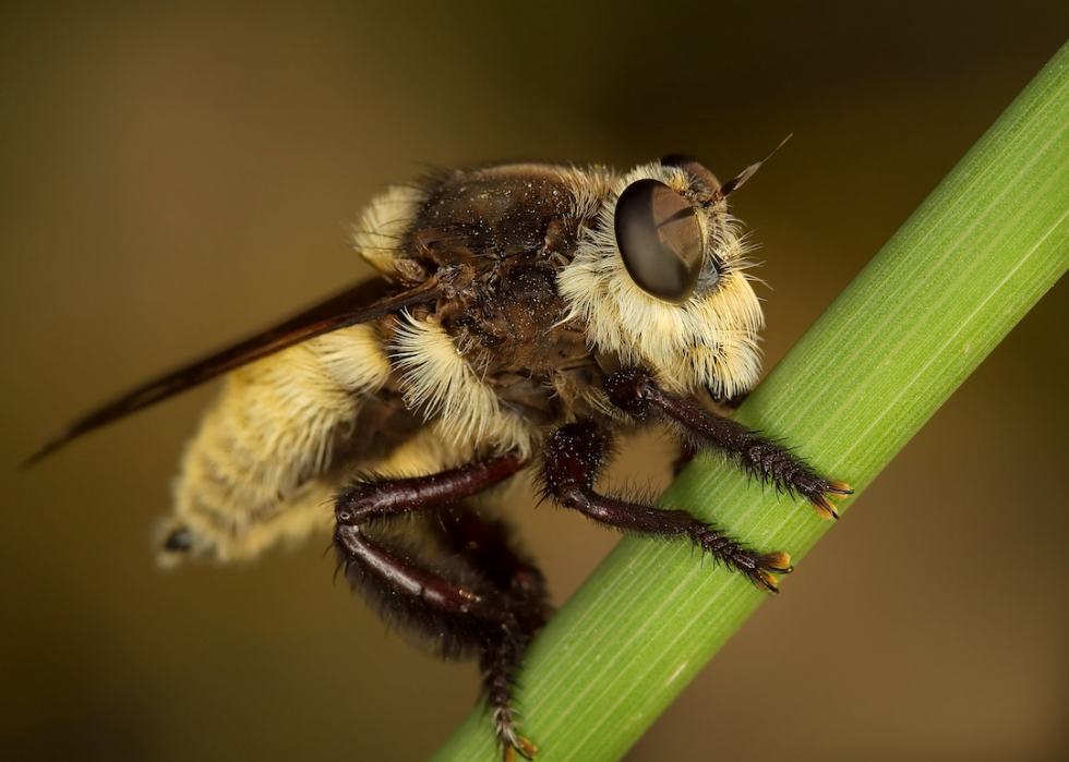 Des grenouilles empoisonnées à la bave de myxine :20 défenses animales 