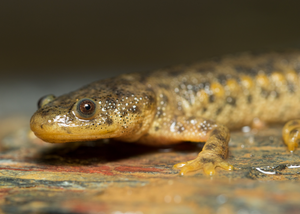 Des grenouilles empoisonnées à la bave de myxine :20 défenses animales 