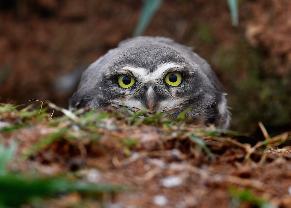 Des grenouilles empoisonnées à la bave de myxine :20 défenses animales 