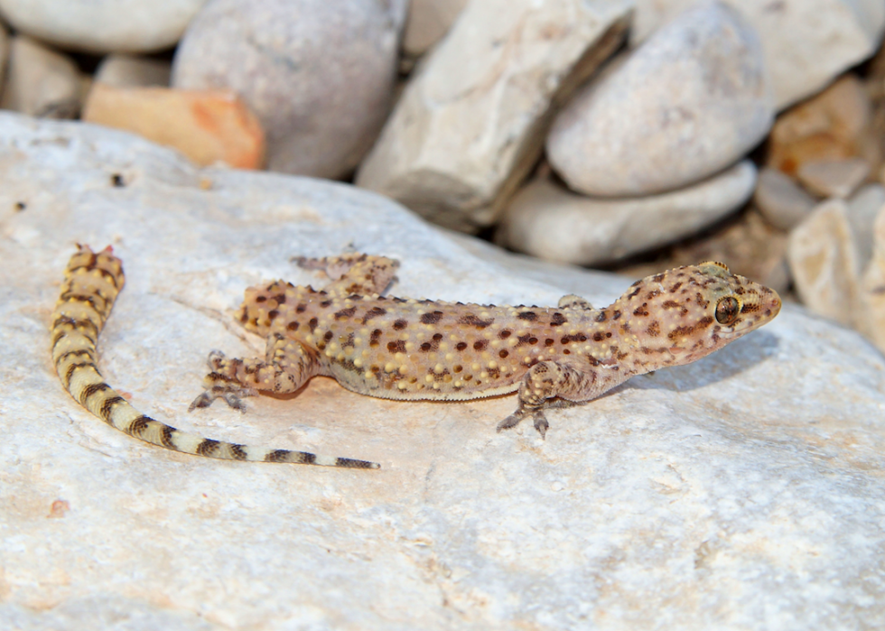 Des grenouilles empoisonnées à la bave de myxine :20 défenses animales 