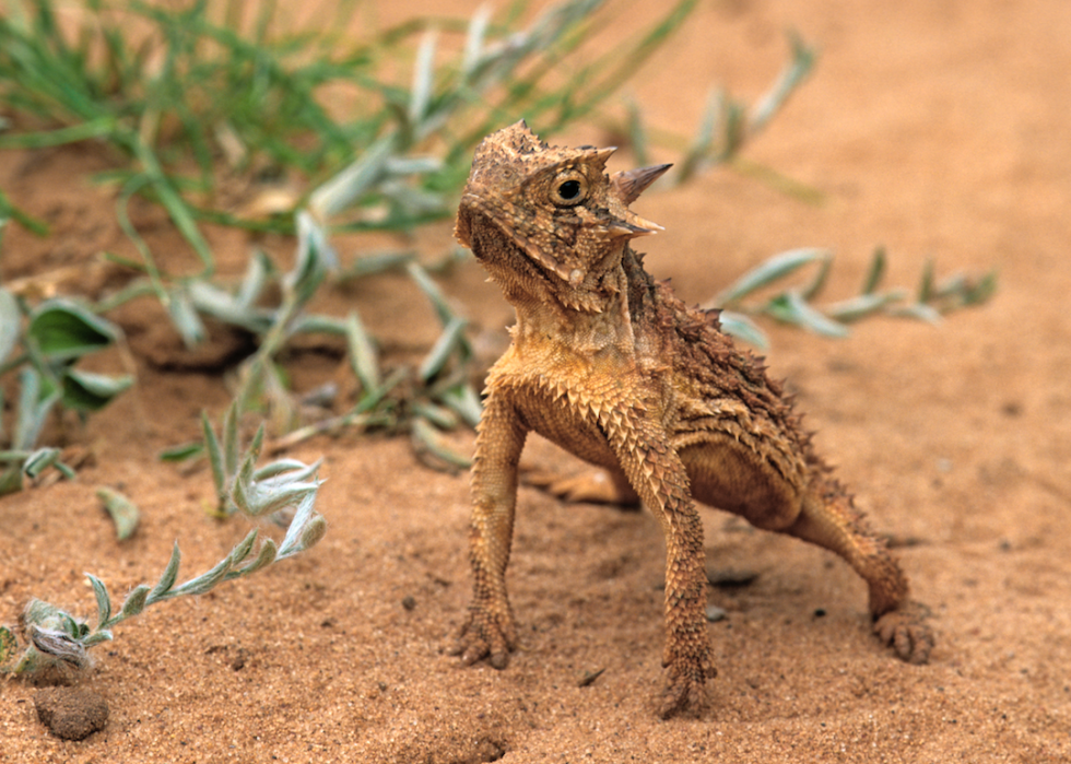 Des grenouilles empoisonnées à la bave de myxine :20 défenses animales 