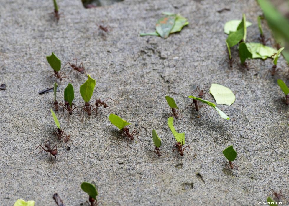 Des abeilles aux opossums :20 faits sur la pollinisation 