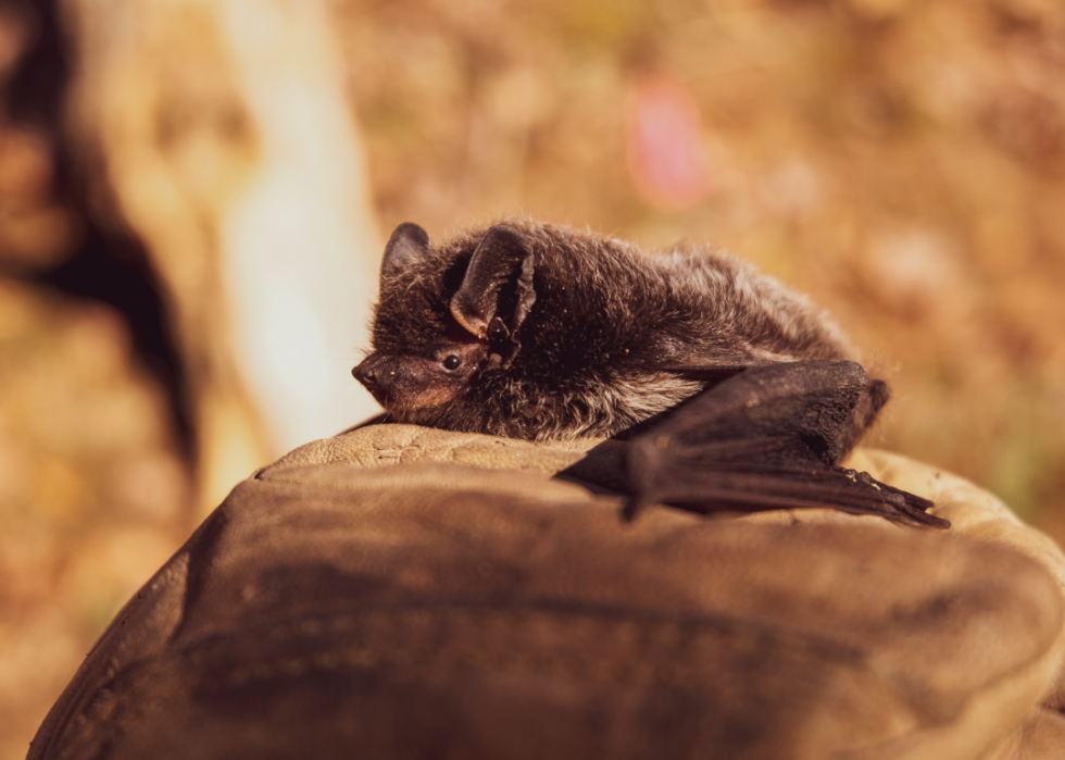 30 faits fascinants sur le sommeil dans le règne animal 